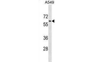 Western Blotting (WB) image for anti-Translocation Associated Membrane Protein 1-Like 1 (TRAM1L1) antibody (ABIN5019472)