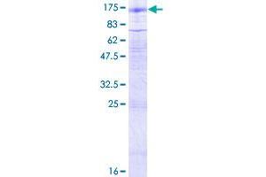 GABBR2 Protein (AA 1-883) (GST tag)