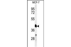 Western blot analysis of RXRA Antibody in MCF-7 cell line lysates (35ug/lane) (Retinoid X Receptor alpha antibody  (AA 196-224))