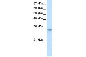 WB Suggested Anti-RNASEH2A Antibody Titration:  1. (RNASEH2A antibody  (Middle Region))