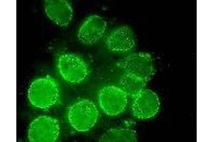 Immunofluorescence (IF) image for anti-Nucleoporin 98kDa (NUP98) (AA 1-466) antibody (ABIN2452066) (NUP98 antibody  (AA 1-466))