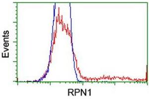 Image no. 2 for anti-Ribophorin 1 (RPN1) antibody (ABIN1500749)