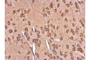 IHC-P Image EEF1A2 antibody detects EEF1A2 protein at cytosol on rat fore brain by immunohistochemical analysis.