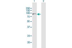 Western Blot analysis of FAM47B expression in transfected 293T cell line by FAM47B MaxPab polyclonal antibody. (FAM47B antibody  (AA 1-645))