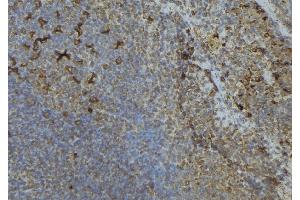 ABIN6276585 at 1/100 staining Human lymph node tissue by IHC-P. (ISG15 antibody  (C-Term))