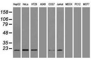 Image no. 2 for anti-Adenylate Kinase 1 (AK1) antibody (ABIN1496516) (Adenylate Kinase 1 antibody)