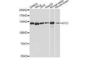 Western blot analysis of extracts of various cell lines, using IPO5 antibody. (Importin 5 antibody)