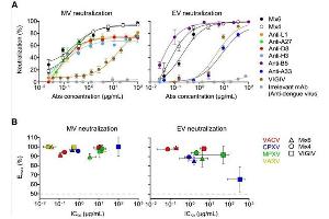 Mixtures of Four or Six mAbs Possess High Cross-Neutralizing Activity for VACV, CPXV, MPXV, and VARV. (Guinea Pig Complement (Lyophilized) With Diluent)