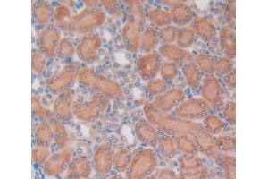 IHC-P analysis of Kidney tissue, with DAB staining. (OCT4 antibody  (AA 136-360))