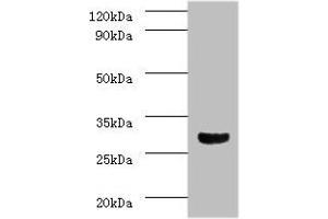 Western blot analysis of mouse brain tissue, using Caspase 3 antibody (2 μg/ml) and Goat anti-Rabbit polyclonal secondary antibody (1/10000 dilution). (Caspase 3 antibody  (AA 29-175))