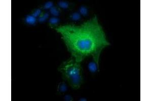 Anti-L1CAM mouse monoclonal antibody (ABIN2453222) immunofluorescent staining of COS7 cells transiently transfected by pCMV6-ENTRY L1CAM (RC211601). (L1CAM antibody)