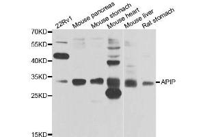 Western blot analysis of extracts of various cell lines, using APIP antibody. (APIP antibody  (AA 1-242))