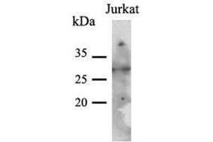 Image no. 1 for anti-Phenylethanolamine N-Methyltransferase (PNMT) (AA 1-282), (N-Term) antibody (ABIN954226) (PNMT antibody  (N-Term))