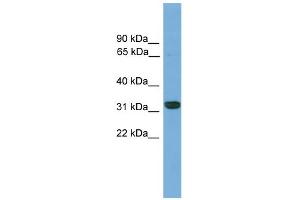 WB Suggested Anti-Cdx4 Antibody Titration: 0. (CDX4 antibody  (C-Term))