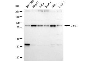 Western blotting analysis using GYS1 antibody (ABIN7798775).