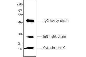 Western Blotting (WB) image for anti-Cytochrome C, Somatic (CYCS) antibody (ABIN2666072) (Cytochrome C antibody)