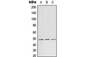 Western blot analysis of TEAD1 expression in A431 (A), Raw264.