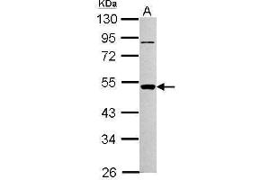 WB Image Sample (30 ug of whole cell lysate) A: NIH-3T3 10% SDS PAGE antibody diluted at 1:1000 (PIGA antibody)