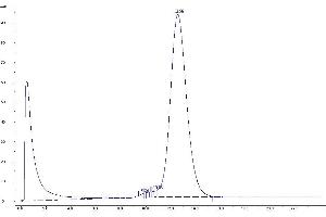 Purification via GPC Chromatography (Step 2) (TAMRA antibody)