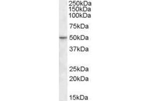 ABIN570968 (1µg/ml) staining of Human Ileum lysate (35µg protein in RIPA buffer). (TEAD2 antibody  (Internal Region))