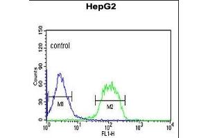 FBXO3 Antibody (C-term) (ABIN653142 and ABIN2842715) flow cytometric analysis of HepG2 cells (right histogram) compared to a negative control cell (left histogram). (F-Box Protein 3 antibody  (C-Term))