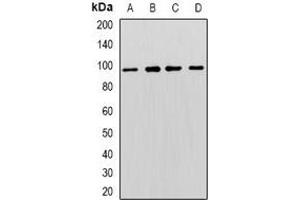 Western blot analysis of MCM3 expression in Hela (A), K562 (B), NIH3T3 (C), PC12 (D) whole cell lysates. (MCM3 antibody)