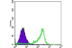 Flow cytometric analysis of 3T3-L1 cells using PAX6 mouse mAb (green) and negative control (purple). (PAX6 antibody)