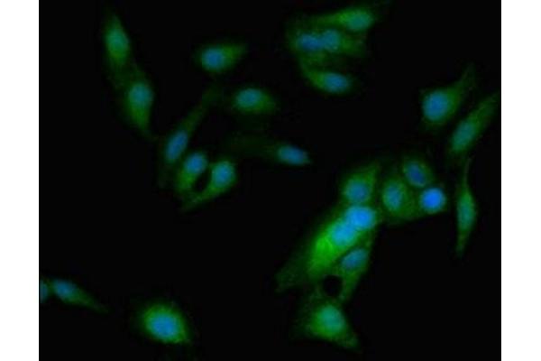 ASPM antibody  (AA 101-234)