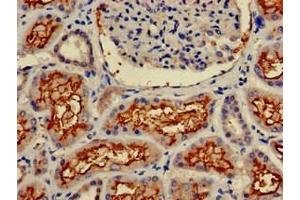 Immunohistochemistry of paraffin-embedded human kidney tissue using ABIN6953147 at dilution of 1:100 (CD13 antibody  (AA 34-219))