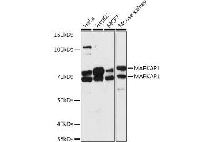 Western blot analysis of extracts of various cell lines, using M antibody (ABIN7268632) at 1:1000 dilution. (MAPKAP1 antibody  (AA 370-486))