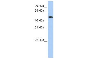 Western Blotting (WB) image for anti-Family with Sequence Similarity 175, Member B (FAM175B) antibody (ABIN2459897)