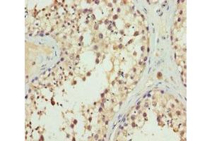 Immunohistochemistry of paraffin-embedded human testis tissue using ABIN7151997 at dilution of 1:100 (ERLIN2 antibody  (AA 212-339))