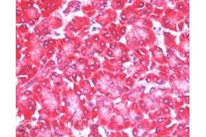 ABIN185154 (5µg/ml) staining of paraffin embedded Human Pancreas. (EIF4ENIF1 antibody  (C-Term))
