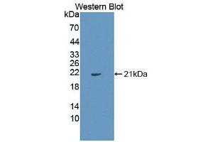 Figure. (IL1A antibody  (AA 113-271))