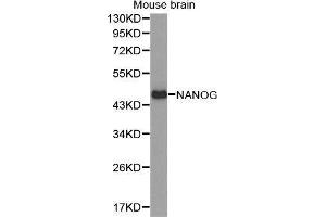 Western Blotting (WB) image for anti-Nanog Homeobox (NANOG) (AA 1-100) antibody (ABIN6220166) (Nanog antibody  (AA 1-100))