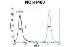Flow cytometric analysis of NCI-H460 cells using RASSF8 antibody (N-term) Cat. (RASSF8 antibody  (N-Term))