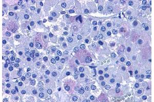 Immunohistochemistry (IHC) image for anti-Adenylate Cyclase Activating Polypeptide 1 (Pituitary) Receptor Type I (ADCYAP1R1) (C-Term) antibody (ABIN1048299)