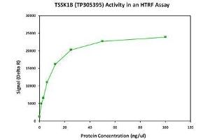 Activity Assay (AcA) image for Testis-Specific serine Kinase 1B (TSSK1B) (Active) protein (Myc-DYKDDDDK Tag) (ABIN2734460)