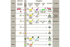 Conjugation pathways for ubiquitin and ubiquitin-like modifiers (UBLs). (RIT2 antibody  (C-Term))