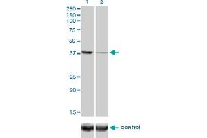 AGO2 antibody  (AA 1-377)