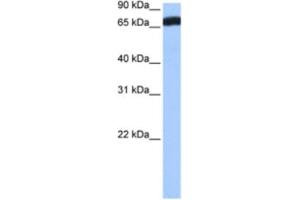 Western Blotting (WB) image for anti-Zinc Finger Protein 806 (ZNF806) antibody (ABIN2463399) (ZNF806 antibody)