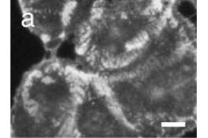 COL17 antibody  (AA 507-548)
