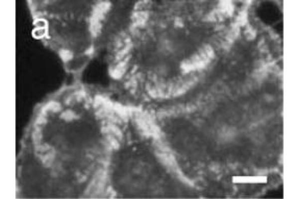 COL17 antibody  (AA 507-548)