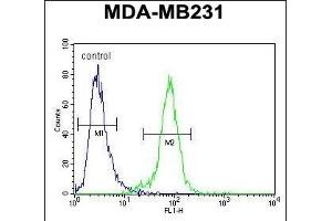PDE12 Antibody (C-term) (ABIN654246 and ABIN2844072) flow cytometric analysis of MDA-M cells (right histogram) compared to a negative control cell (left histogram).