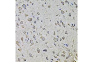 Immunohistochemistry of paraffin-embedded mouse brain using ARHGEF3 antibody.