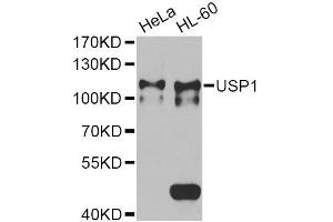 Western blot analysis of extracts of various cell lines, using USP1 Antibody (ABIN2560687) at 1:1000 dilution. (USP1 antibody)