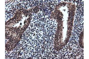 Image no. 1 for anti-RAB30, Member RAS Oncogene Family (RAB30) antibody (ABIN1500558)