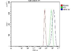Flow Cytometry analysis of U87 cells using anti-RRM1 antibody (ABIN7599920). (RRM1 antibody  (AA 129-730))