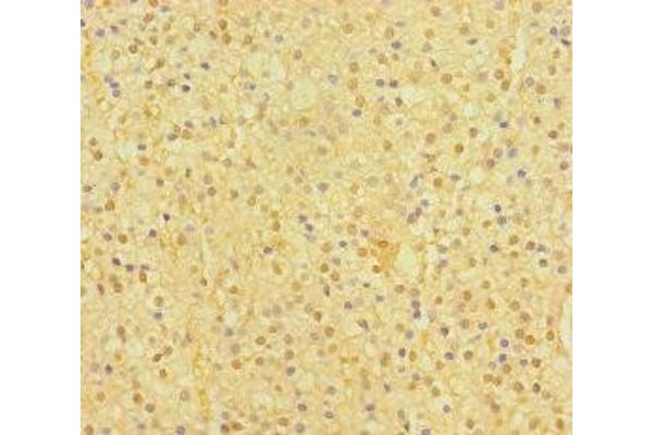 SP6 antibody  (AA 101-376)