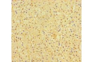 Immunohistochemistry of paraffin-embedded human adrenal gland tissue using ABIN7172650 at dilution of 1:100 (SP6 antibody  (AA 101-376))